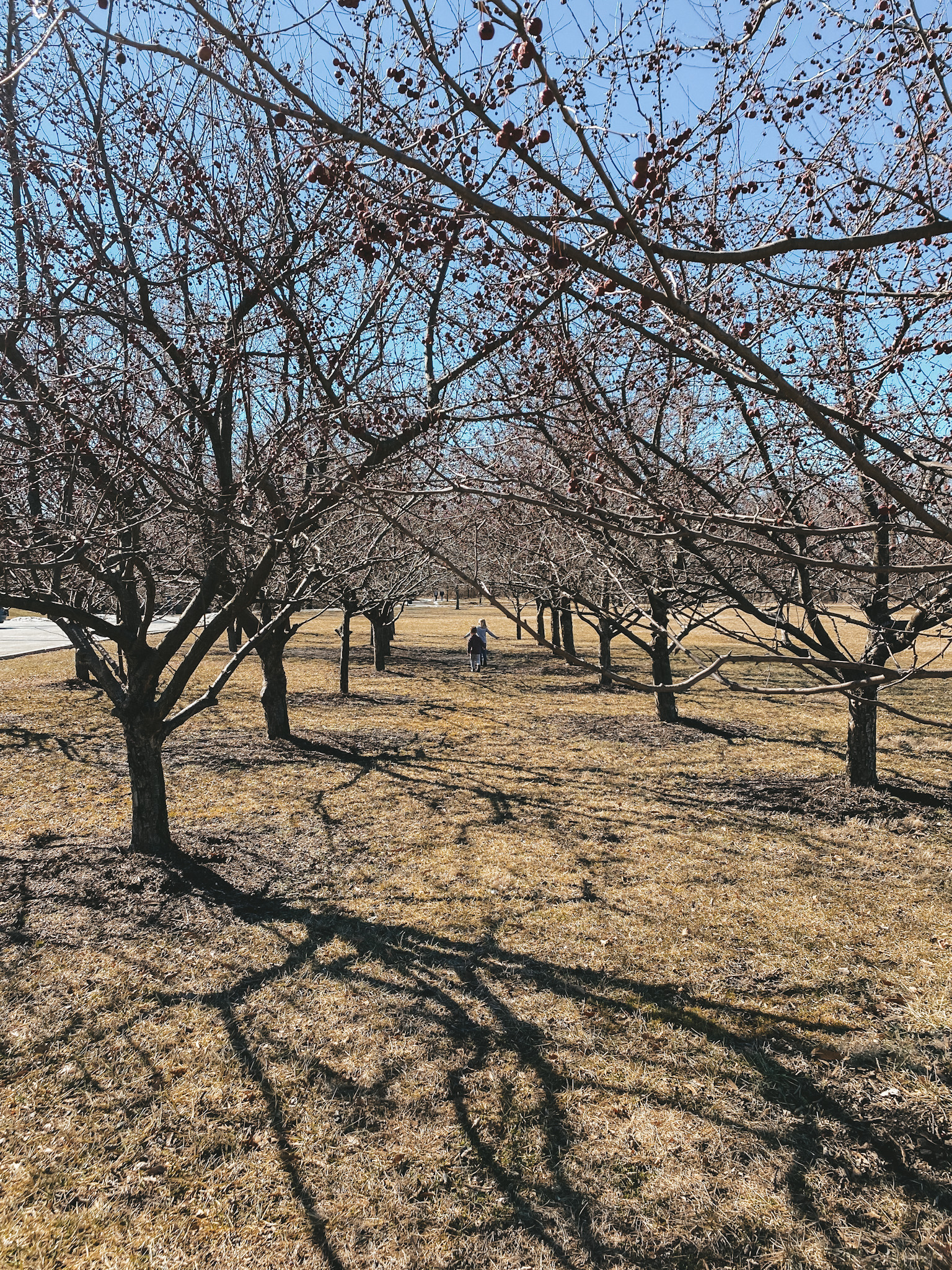 kids playing under some trees