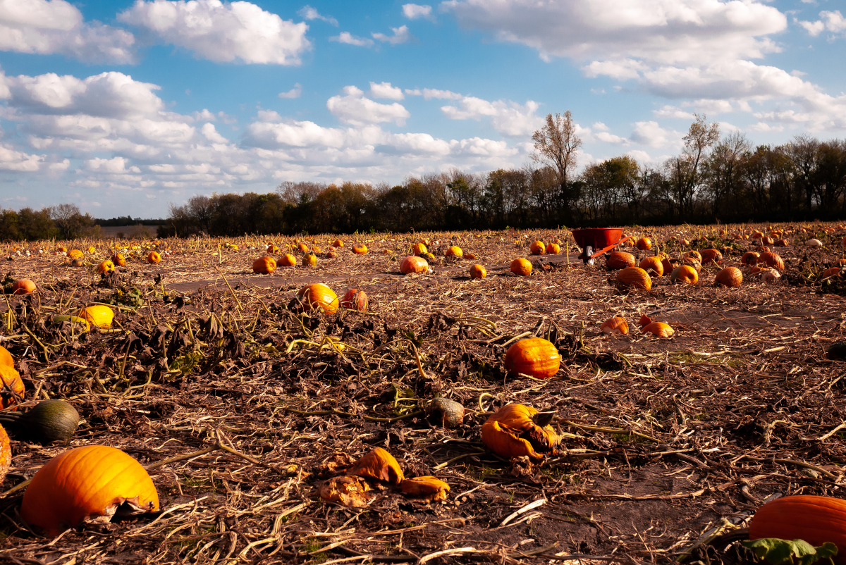 a pumpkin patch