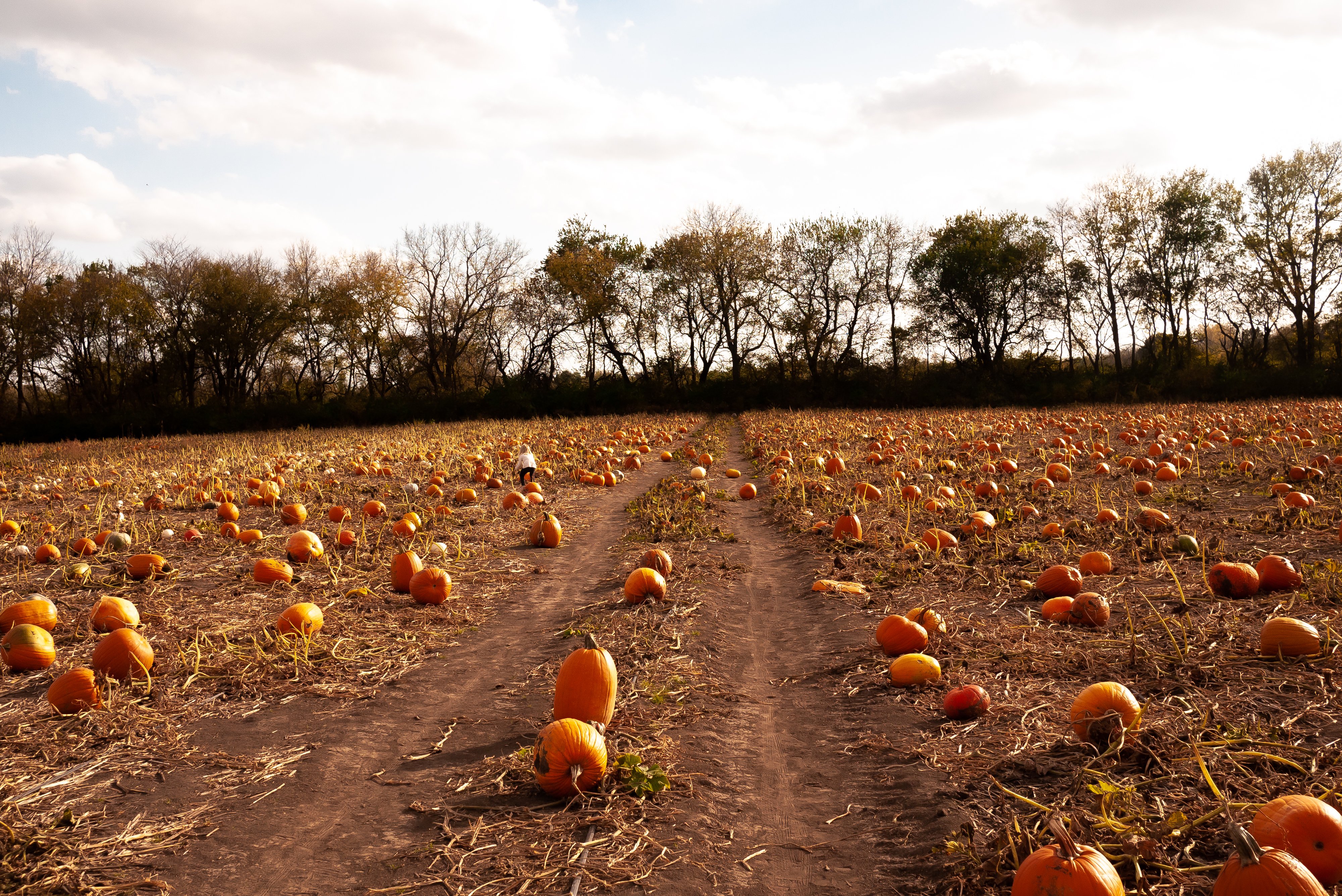 a pumpkin patch